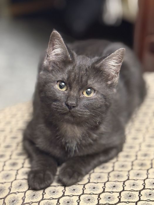 Котята ищут новый дом