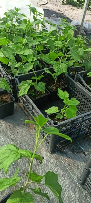 Продам саженцы черной смородины