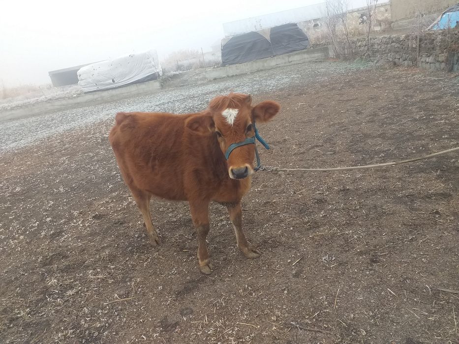 G’unojin bug’ôz