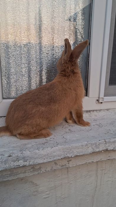 Бургун Самец  3 месячный