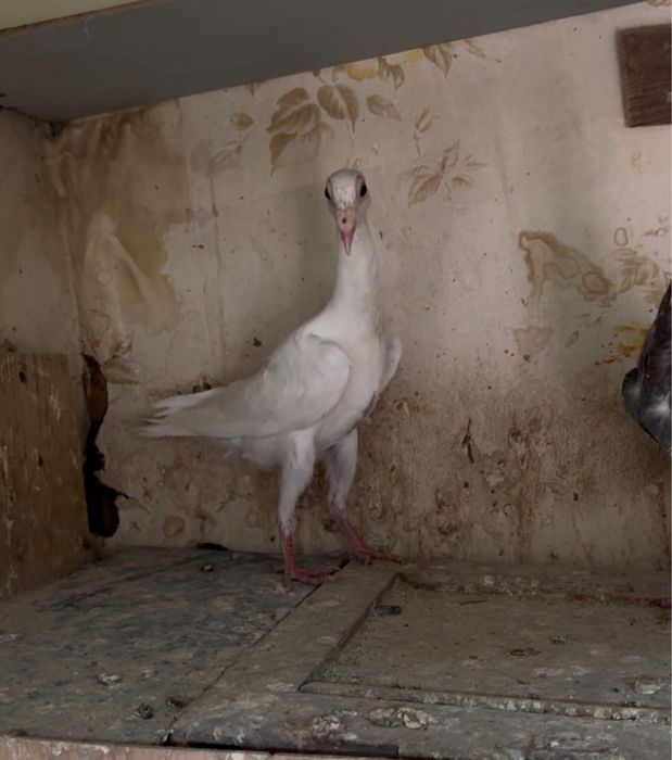 Продам голубей карьеры !