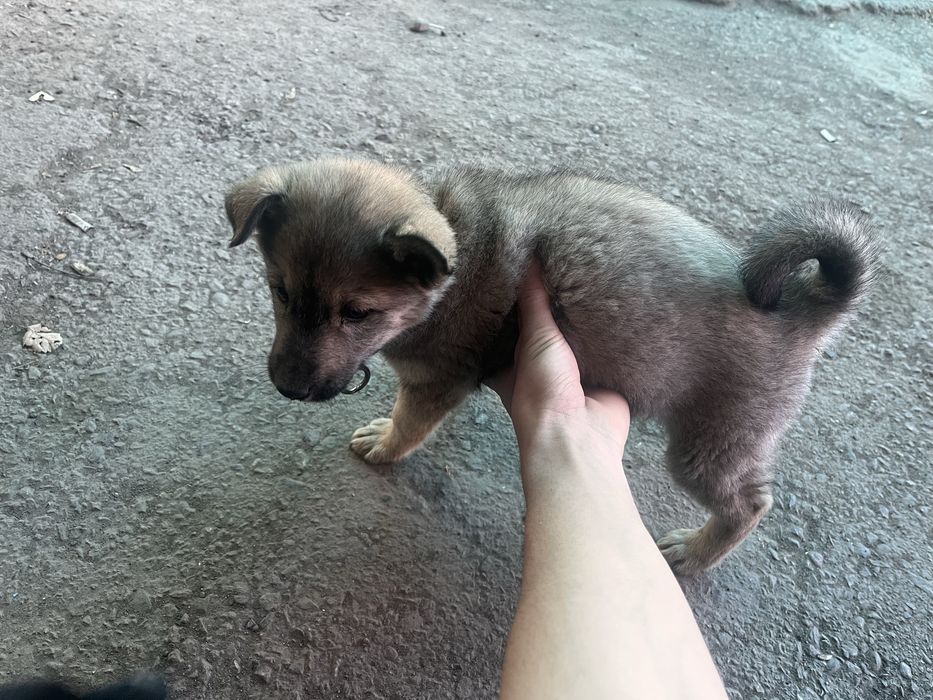 Отдадим щенка в хорошие руки