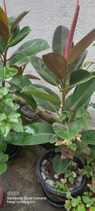 Ficus elastica 100 cm