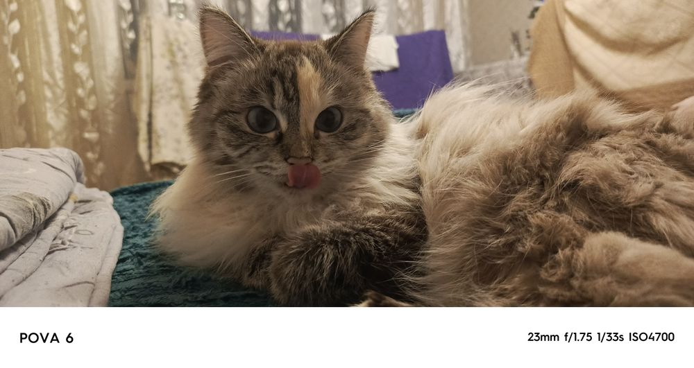 Отдам в добрые руки