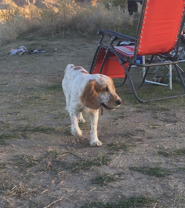 РОС Русский Спаниел