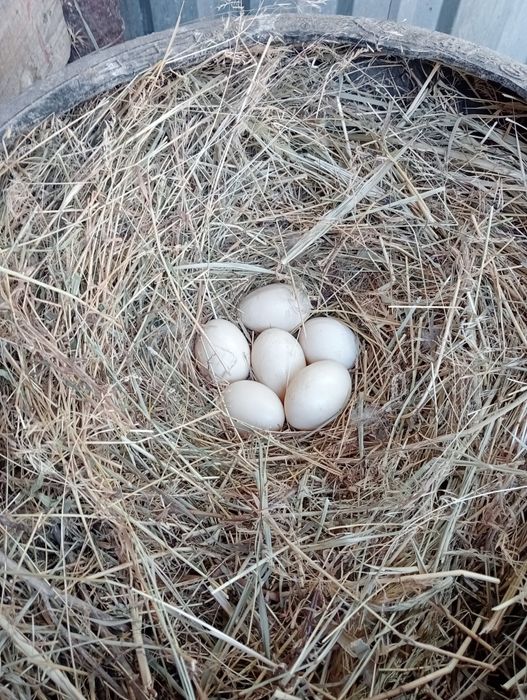 Продам индаутка селезень