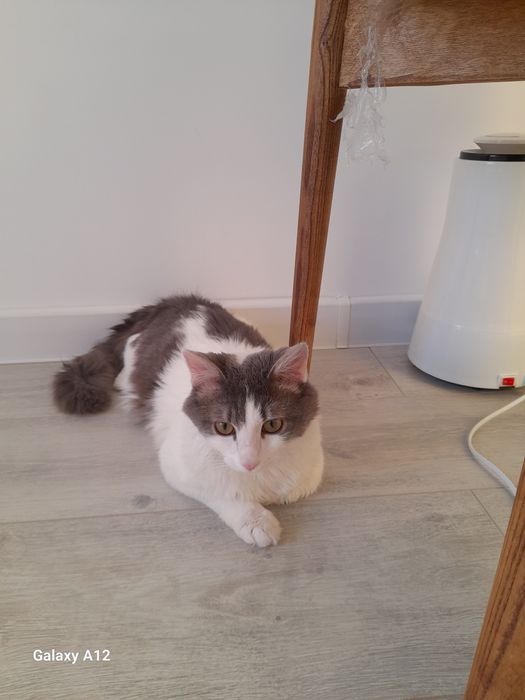 Отдам в хорошие руки кошку.