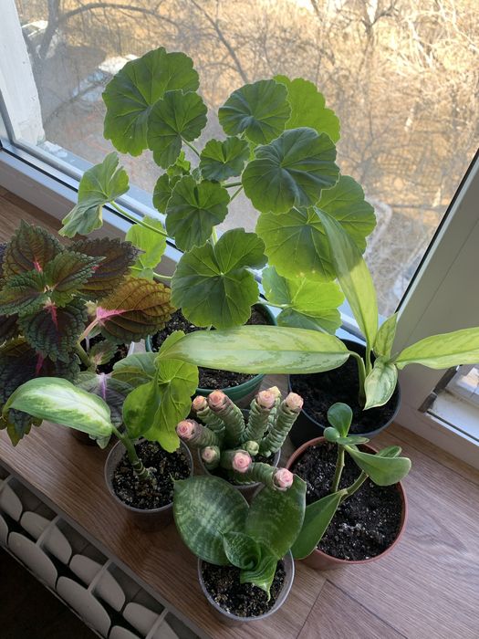 Цветы домашние в наборе