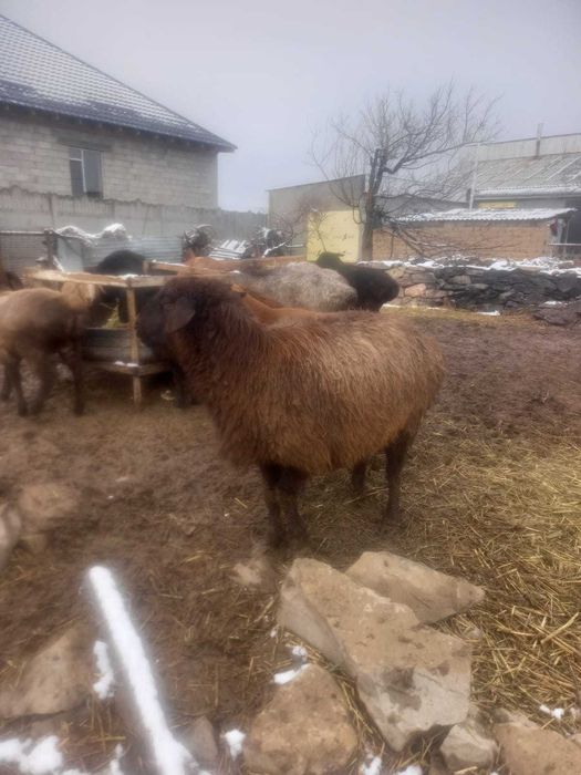 Семіз байлауда тұрған тоқтылар мен қойлар