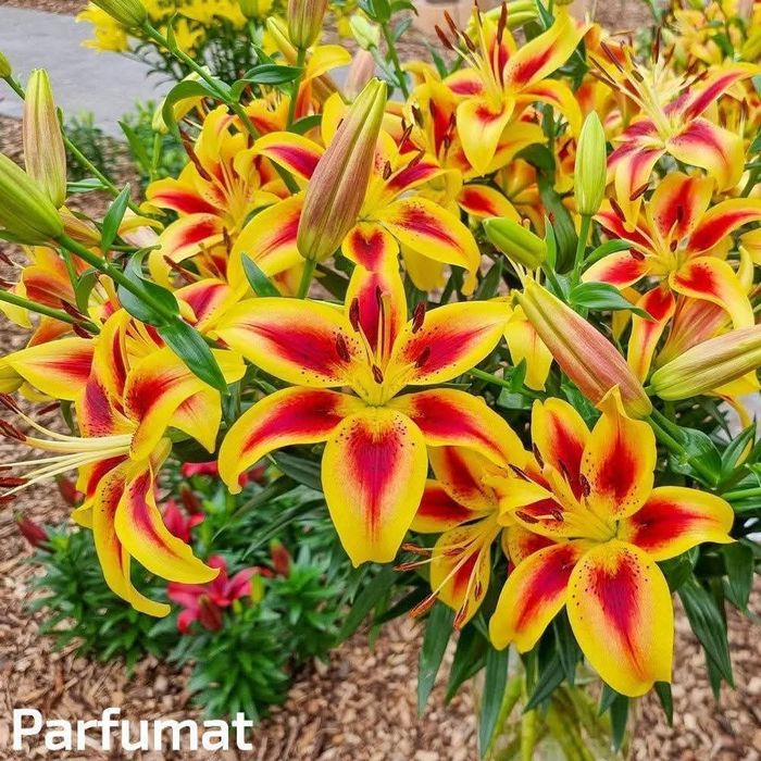 Bulbi de crini imperiali, parfumați