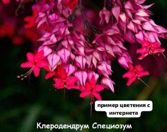 Продажа комнатных растений.клеродендрум