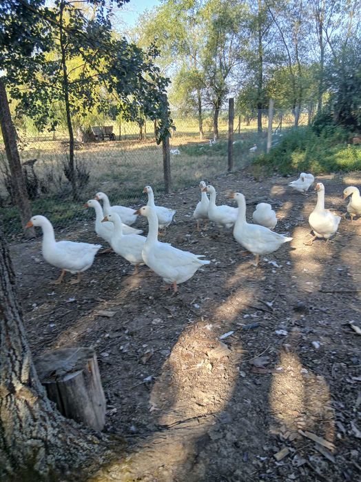 Vand gaste unguresti si toulouse