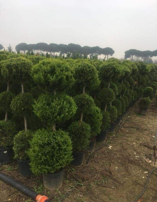 Plante ornamentale, pon pon, spirale glob 3 pe tija / tuia gard viu