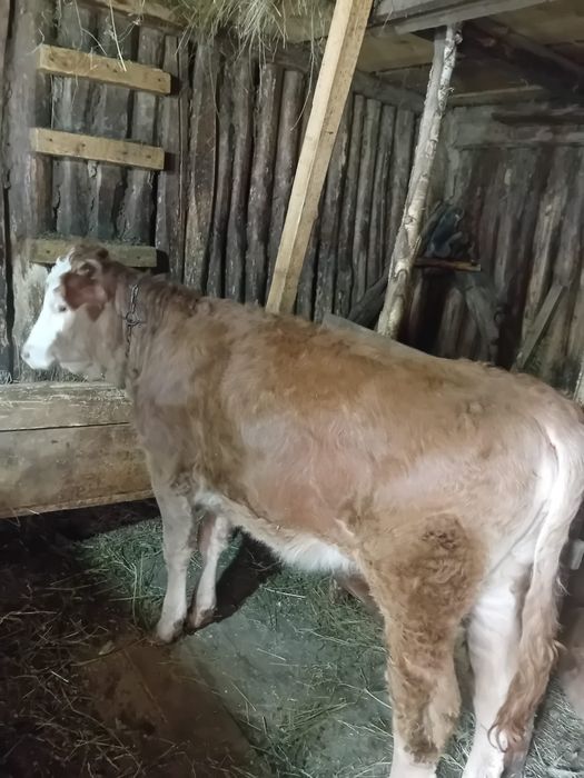 Vitica  și junincă de vânzare