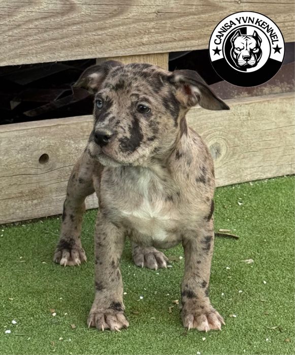 Femela amstaff blue merle