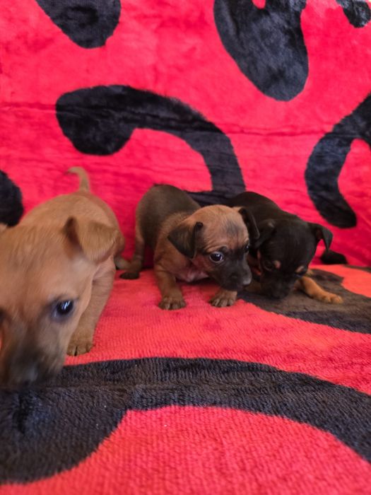 Мини чихо пинчери