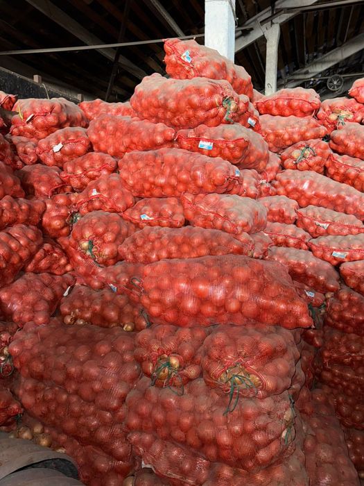 Лук репчатый свежий на складе