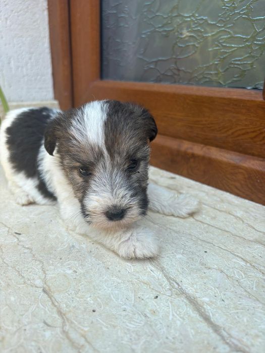 Fox-terrier par sârmos talie mica