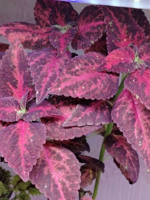 Продам срезы колеусов, традесканции.