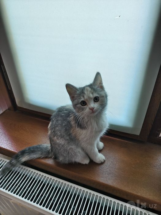 3 котёнка девочки 3мес