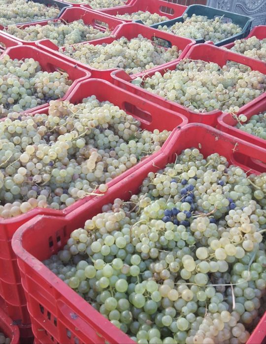 Vand struguri de vin producator