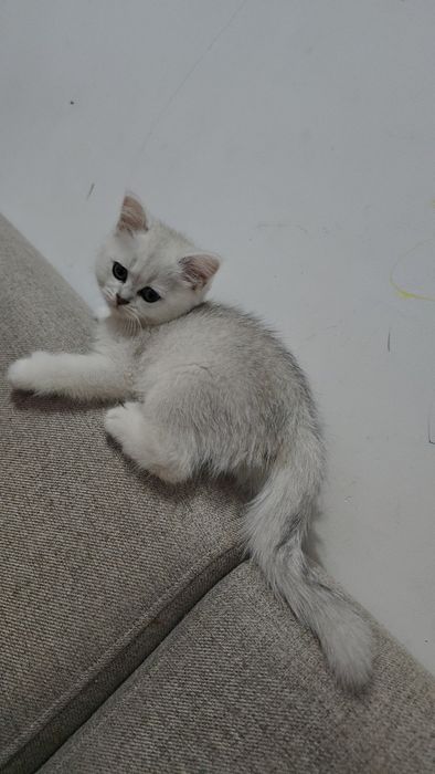 Серебристый шиншилла девичка тоза парода