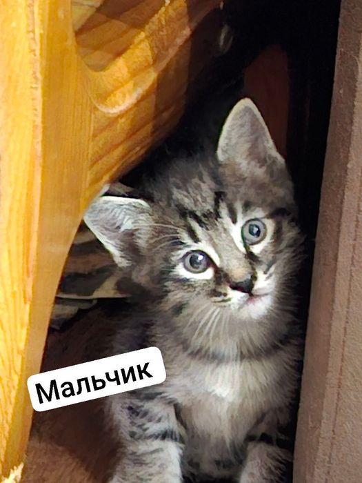 Котята в добрые руки