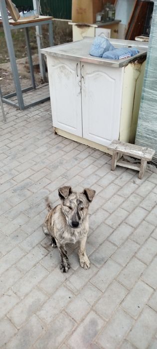 Хорошие щенеи в добрые руки