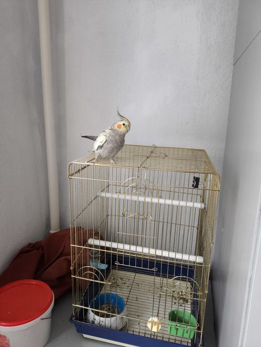 Попугай Корелла 2года