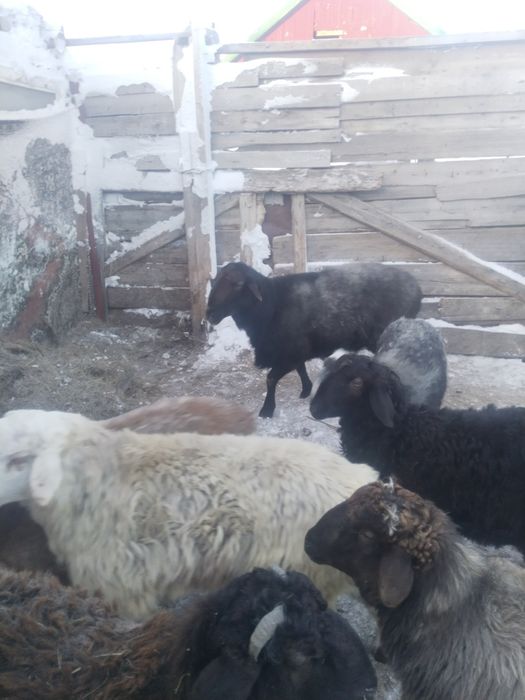 Кошкар на племя 2шт