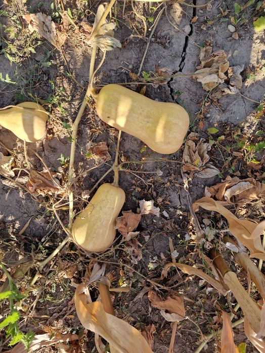 Dovleci de vanzare