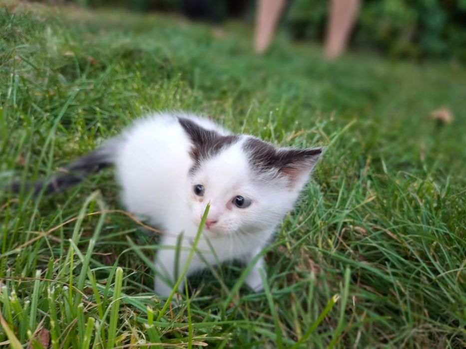 Очаровательные котята ищут новый дом
