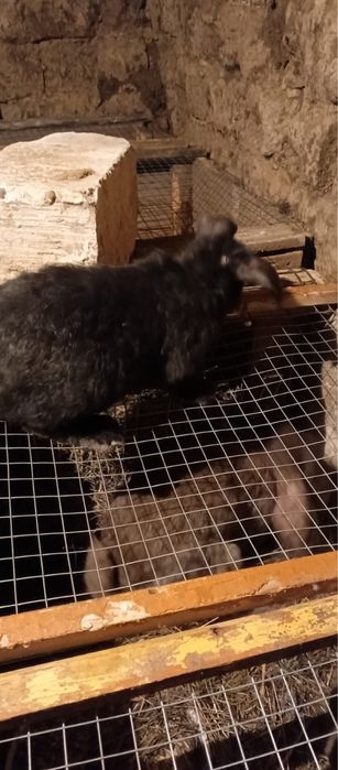 Кролики Французкий баран