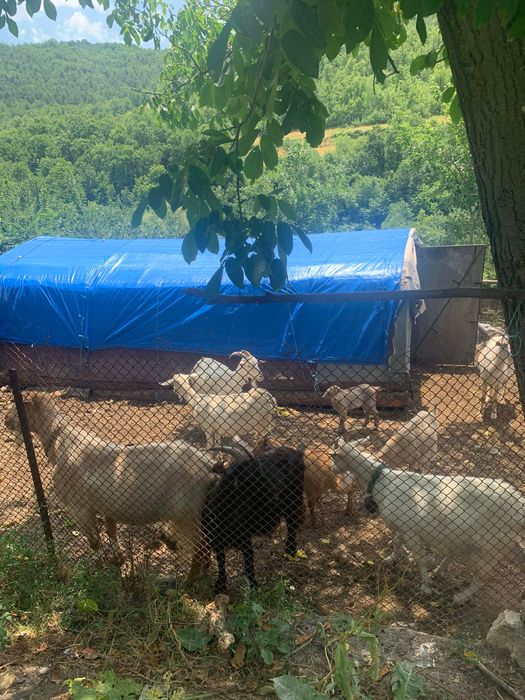 Продавам млечни кози с ярета, с. Ночево (общ. Черноочене)
