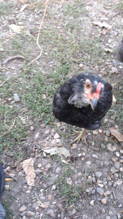 Vand cocoși Araucana