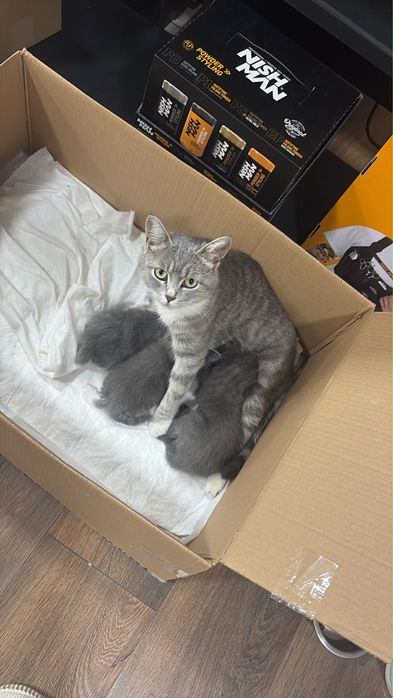 Отдам кошечку Виски