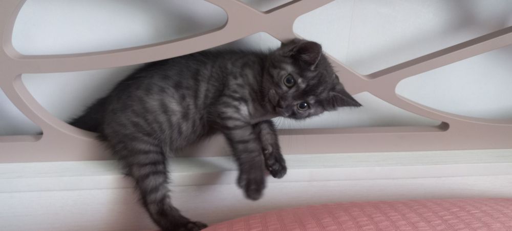 отдам котенка в хорошие руки