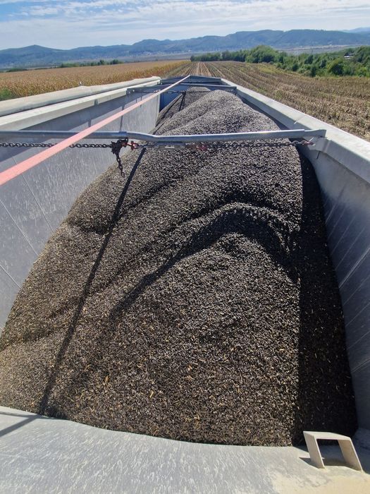 FLOAREA SOARELUI 2025  producție proprie