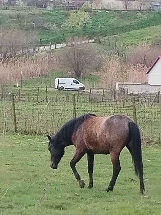 Vind minzã nepusă la ham