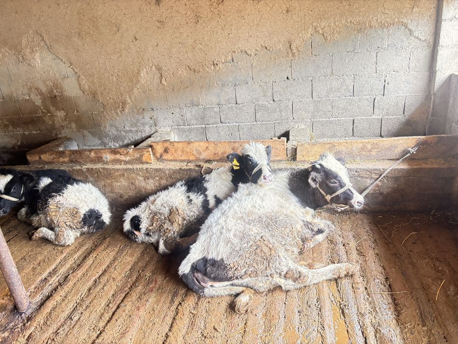 Үш бұзау сатылады