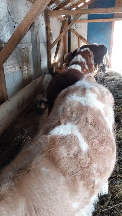 Vând șase viței încărcați