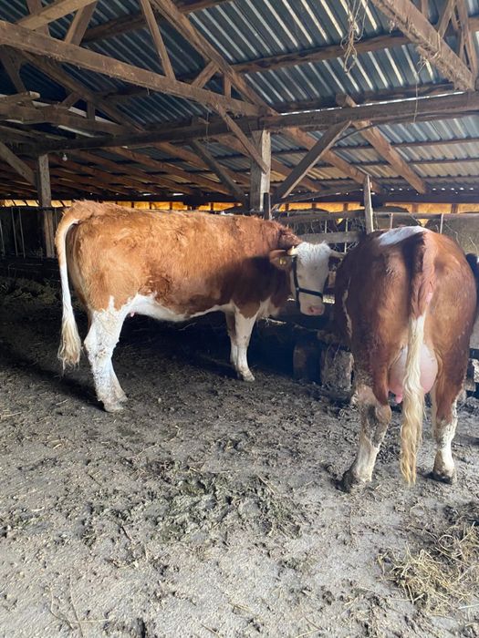 Vând junincă gestantă