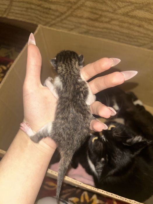 Новорожденные котята