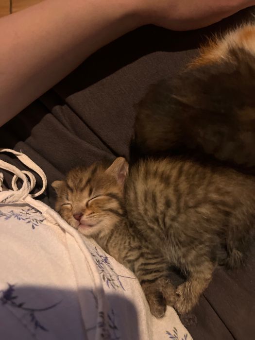 Pisicute spre adoptie