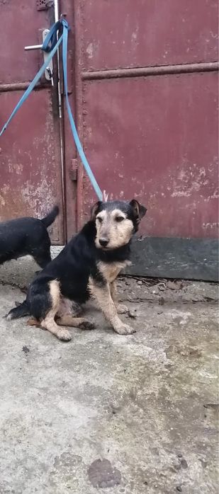 Caine Jagd terrier mascul pentru vantoare de misteti.
