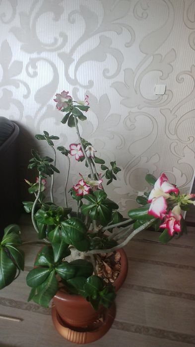 Продам цветок АДЕНИУМ!