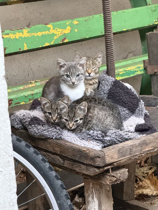 Pisicute cauta familie iubitoare