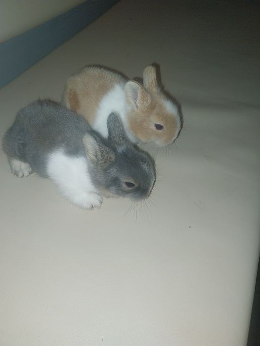 Pui iepurasi miniatura rasa pitica, nu cresc mari, POZE  REALE!