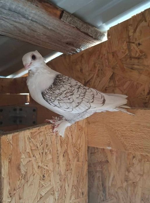 Vând sau schimb cu diverse