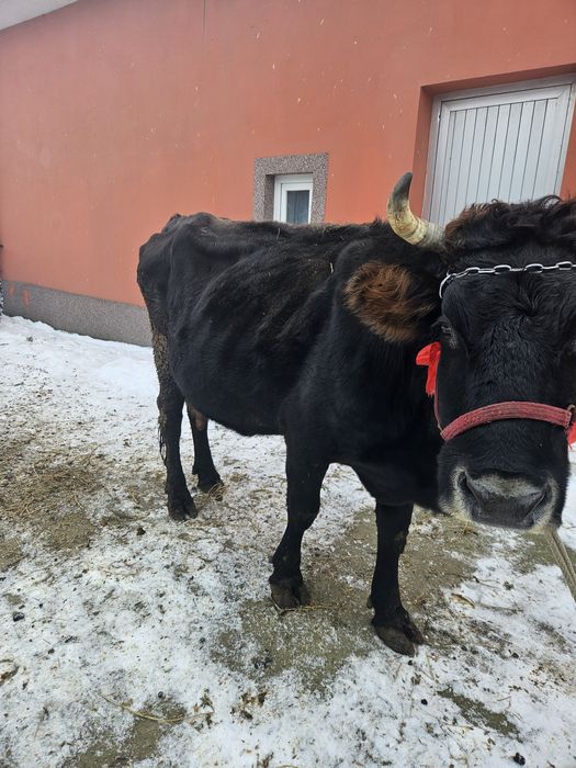 Vaca gestanta cu lapte